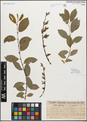 Foto von Salix myrsinifolia Salisb.